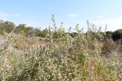 Atriplex paludosa