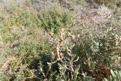 Atriplex paludosa