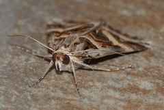 Cerocala vermiculosa