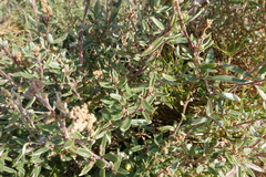 Atriplex paludosa