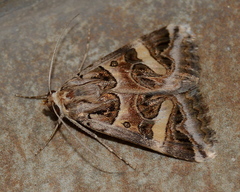 Cerocala vermiculosa