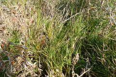 Distichlis distichophylla