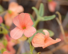 Hermannia burchellii