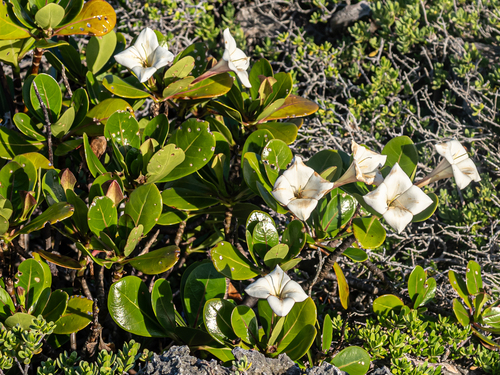 Image of Torchwood (Bikkia tetrandra) by (c) rainerburkard, some rights reserved (CC BY)
