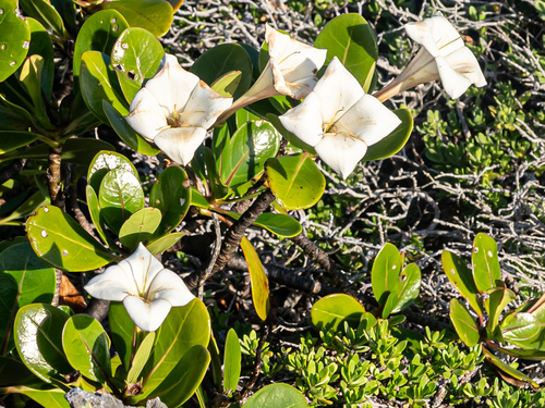 Image of Bikkia tetrandra by (c) rainerburkard, some rights reserved (CC BY)