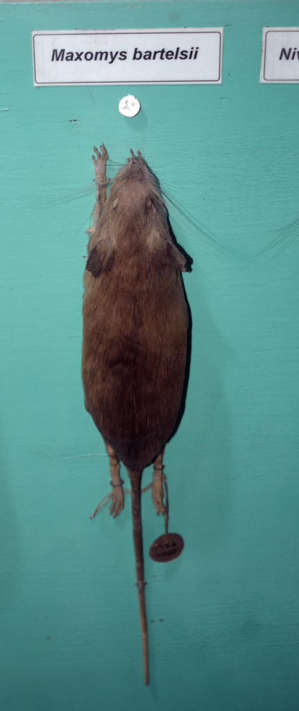 Bartels’s Javan Maxomys