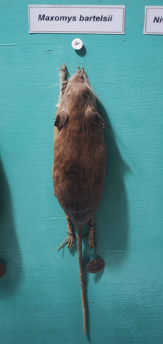 Bartels's Javan Maxomys