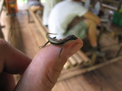 Sphenomorphus maculatus