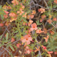 Hermannia burchellii