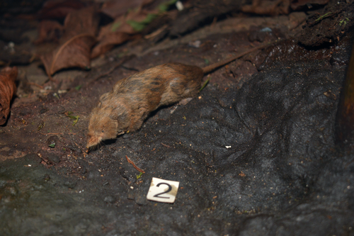 Oriental Shrew