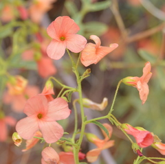 Hermannia burchellii