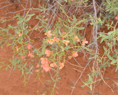 Hermannia burchellii