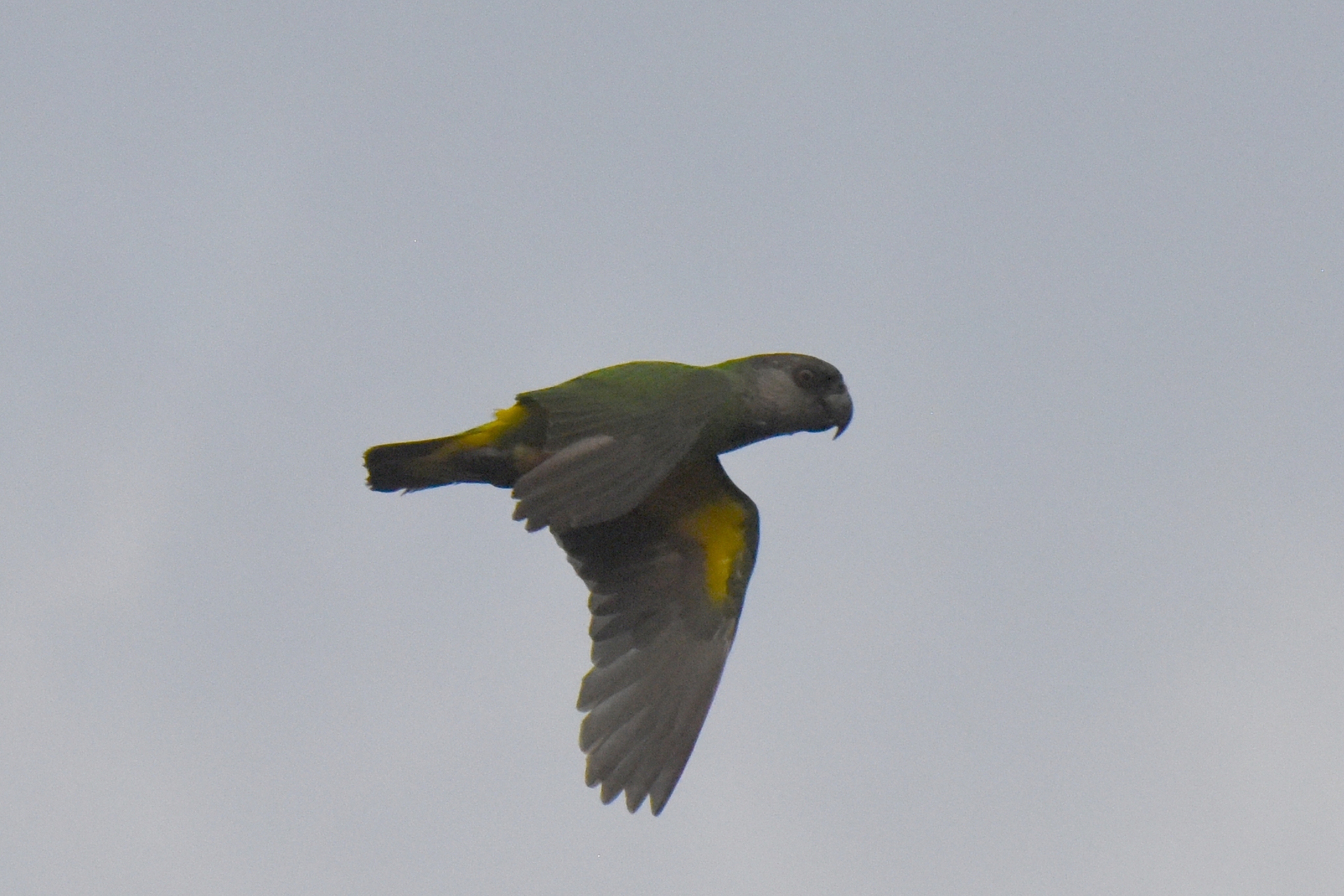 Senegal Parrot
