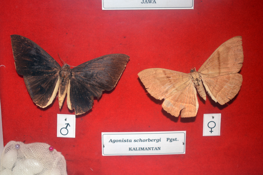 Lygniodes schoenbergi