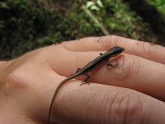 Sphenomorphus maculatus