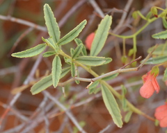 Hermannia burchellii
