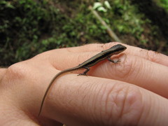 Sphenomorphus maculatus