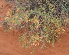 Hermannia burchellii