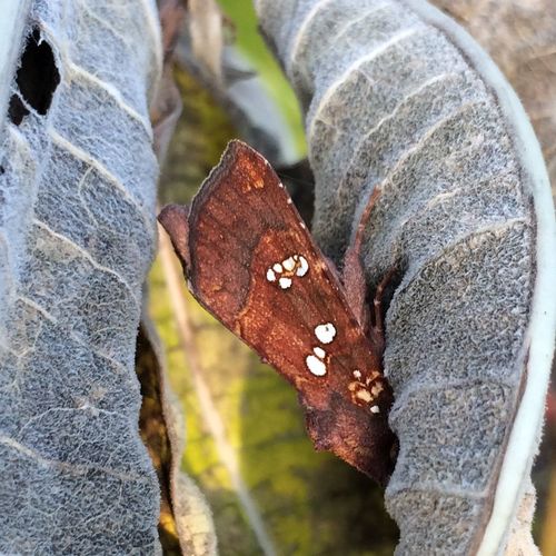 Mayapple Borer Moth photo 5