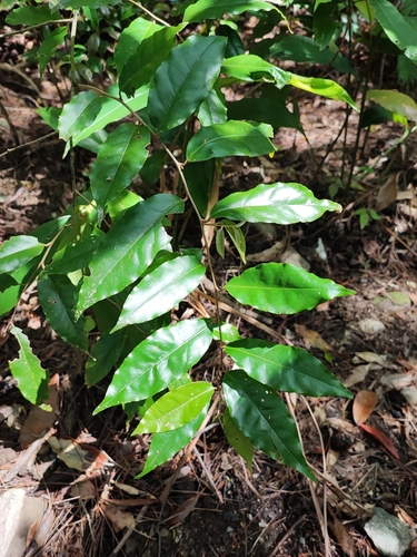 Elaeagnus liukiuensis iNat (3)