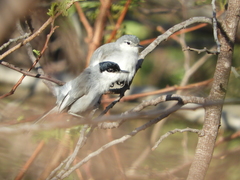 White-Lored Gnatcatcher photo 2