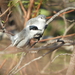White-lored Gnatcatcher - Photo (c) Nicte Ha Soriano, some rights reserved (CC BY-NC), uploaded by Nicte Ha Soriano