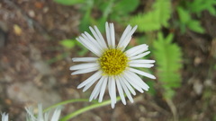 Erigeron pulchellus pulchellus