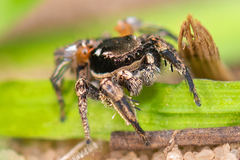 Habronattus brunneus