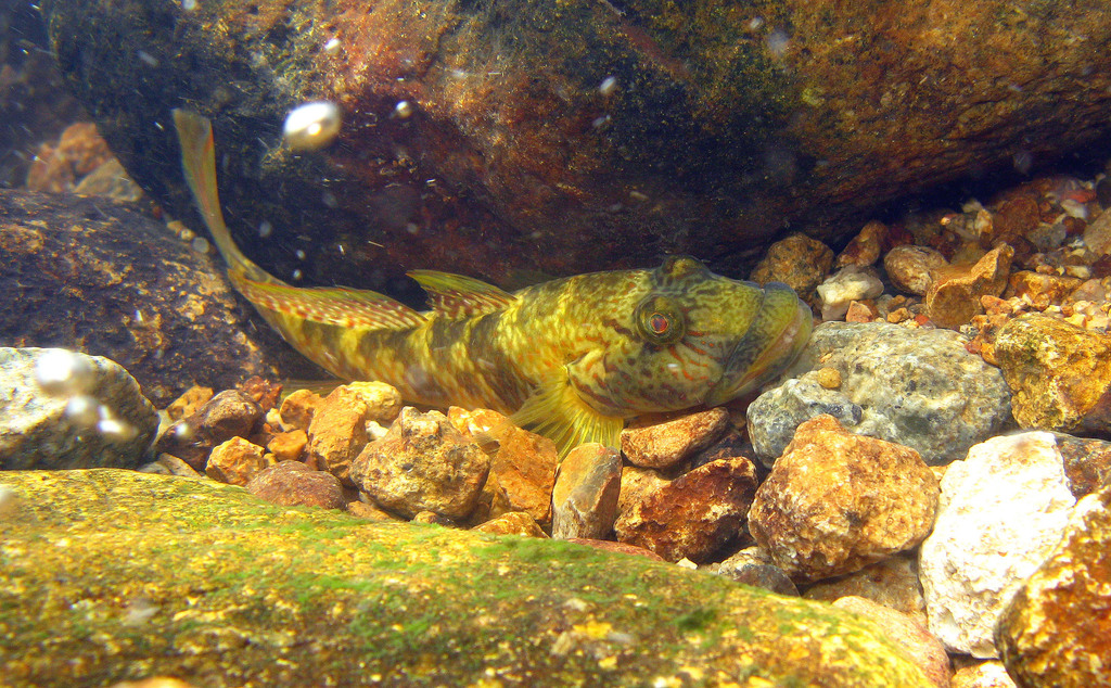 Amur Goby