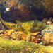 Amur Goby - Photo (c) H.T.Cheng, some rights reserved (CC BY-NC), uploaded by H.T.Cheng