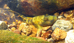 Rhinogobius similis