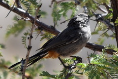 Curruca subcoerulea cinerascens