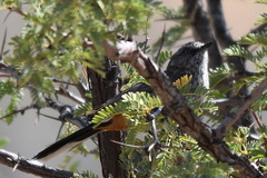 Curruca subcoerulea cinerascens