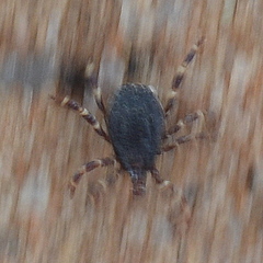 Hyalomma