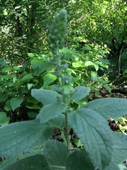 Scutellaria ovata bracteata