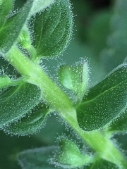 Scutellaria ovata bracteata