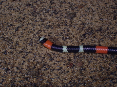 Slender Coral Snake photo 2