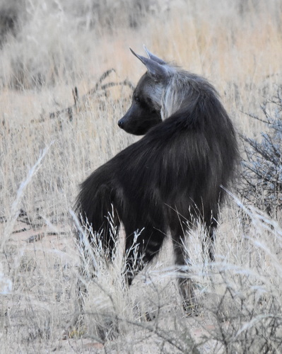 Brown Hyaena, photo 7 of 7