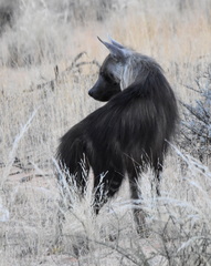 Brown Hyena photo 5