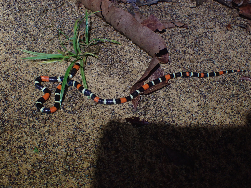 Slender Coral Snake
