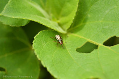 Zygogramma piceicollis