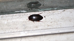 Copelatus chevrolati