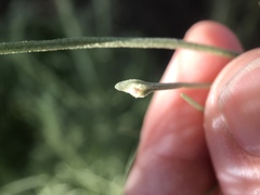 Aceria paracalifornica