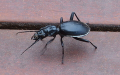 Anthia cinctipennis