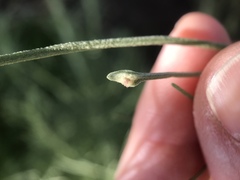 Aceria paracalifornica