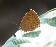 Arhopala asinarus