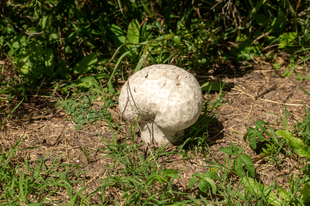 Calvatia cyathiformis · February 2024 · photo: © lechuzoologo (iNaturalist, cc-by)