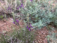 Dalea lasiathera