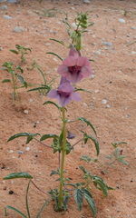 Sesamum triphyllum