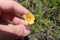 Linum alatum